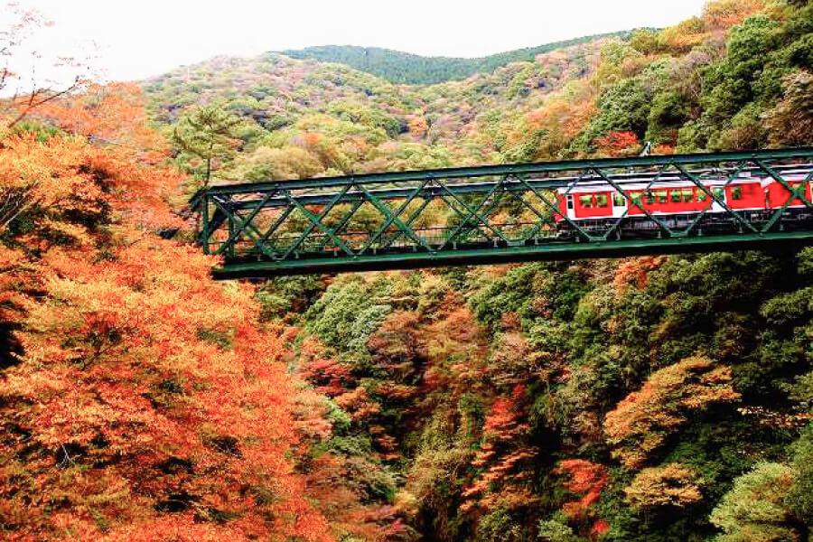 赤や黄色の紅葉に囲まれた早川橋を走る電車。