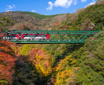 赤や黄色の紅葉に囲まれた早川橋を走る電車